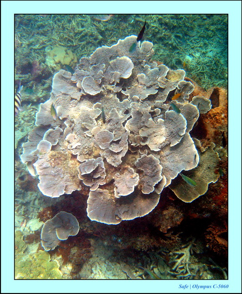 2005 - 08 - Redang  - 225.JPG